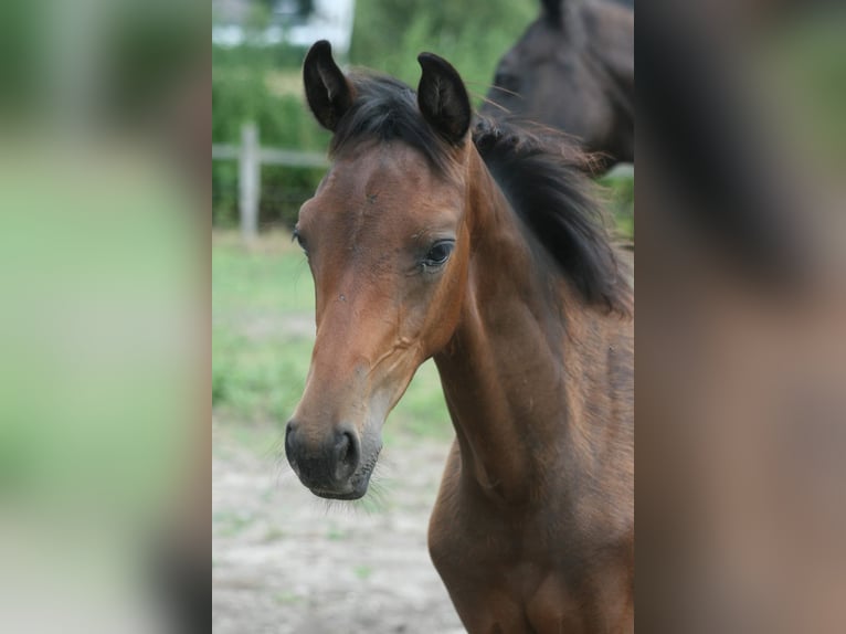 Trakehner Hengst Fohlen (04/2024) 170 cm Dunkelbrauner in Salzhausen