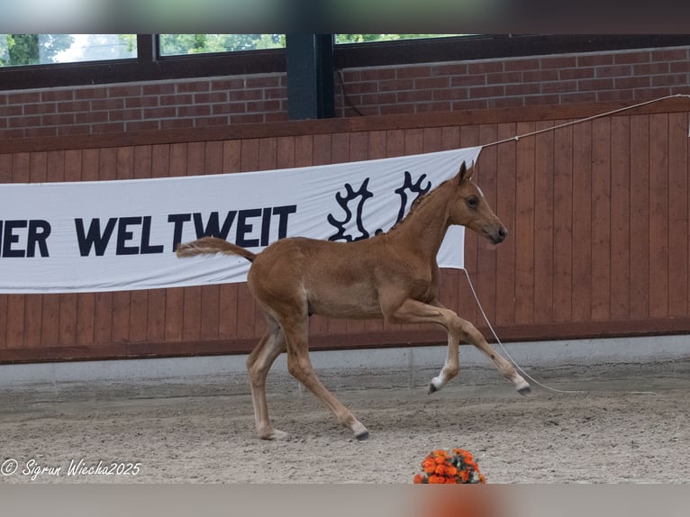 Trakehner Hengst Fohlen (03/2025) 170 cm Fuchs in Gro&#xDF;enkneten