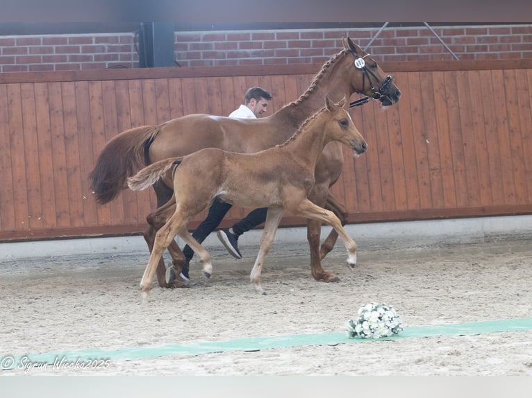 Trakehner Hengst Fohlen (03/2025) 170 cm Fuchs in Gro&#xDF;enkneten