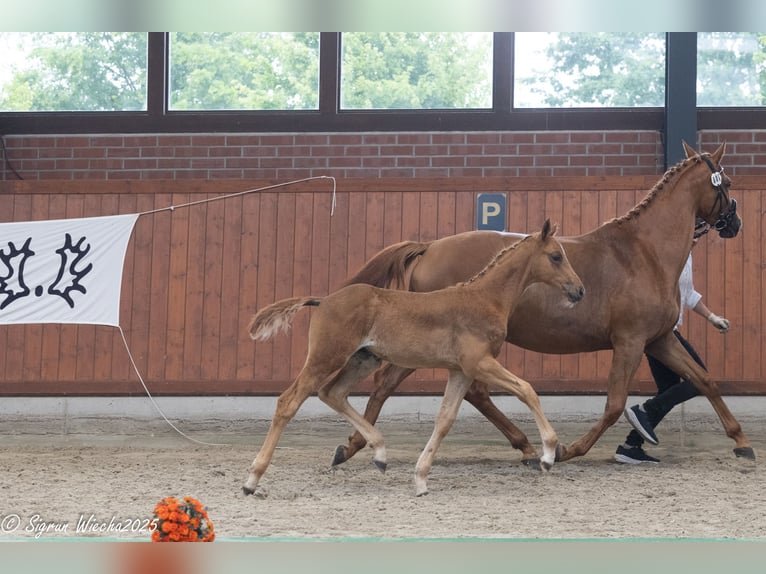 Trakehner Hengst Fohlen (03/2025) 170 cm Fuchs in Gro&#xDF;enkneten