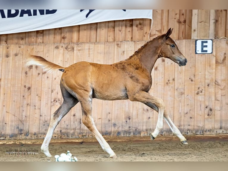 Trakehner Hengst Fohlen (06/2024) 170 cm Fuchs in Hörstein-Alzenau in Unterfranken