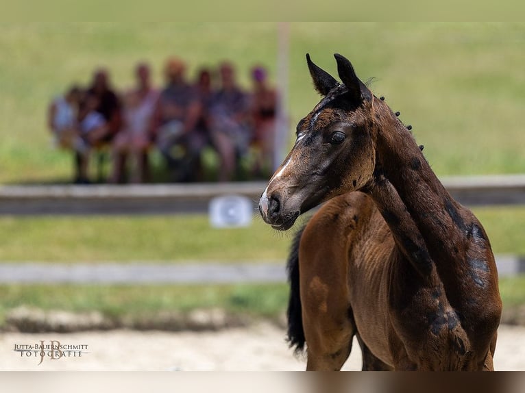 Trakehner Hengst Fohlen (03/2025) 170 cm Kann Schimmel werden in Gnadendorf