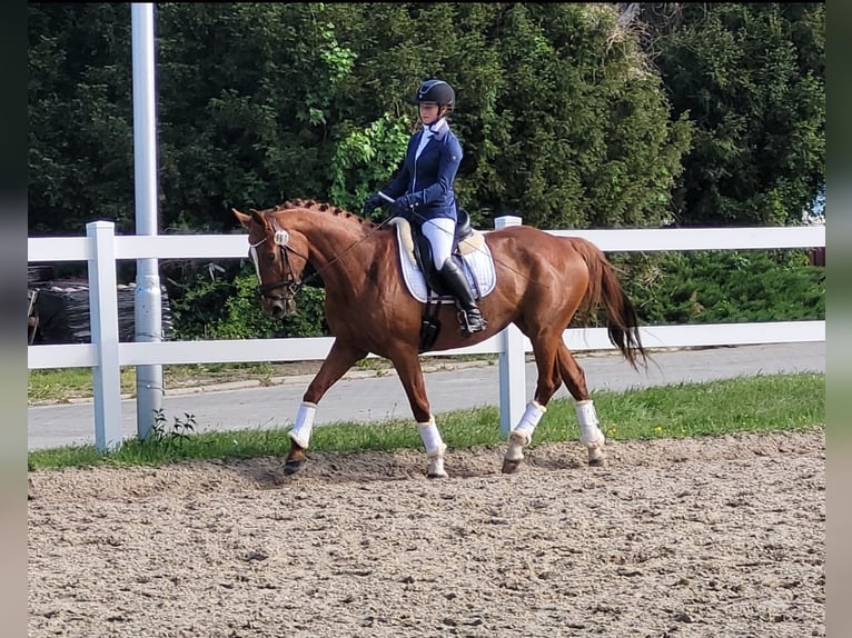 Trakehner Hengst Fohlen (03/2025) 170 cm Rappe in Poci&#x119;karb