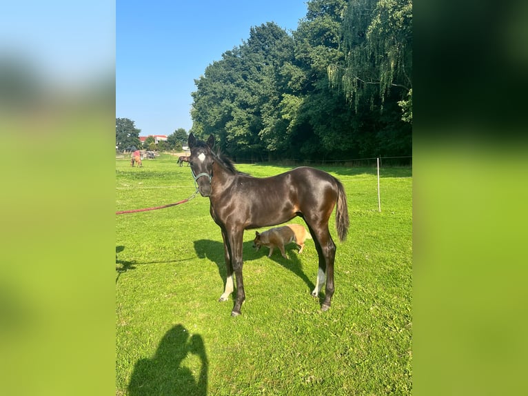 Trakehner Hengst Fohlen (03/2025) 170 cm Rappe in Poci&#x119;karb
