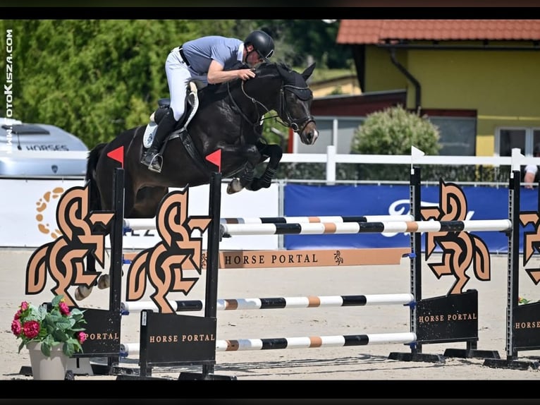 Trakehner Hengst Fohlen (03/2025) 170 cm Rappe in Poci&#x119;karb