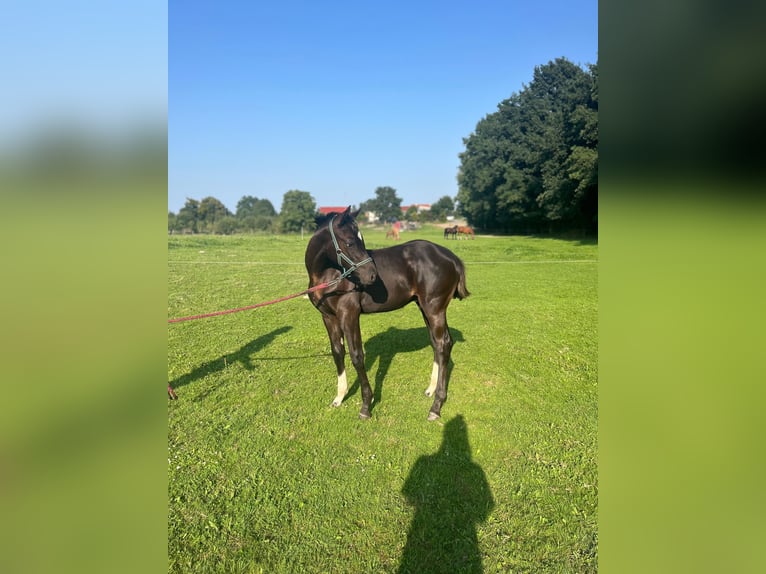 Trakehner Hengst Fohlen (03/2025) 170 cm Rappe in Poci&#x119;karb