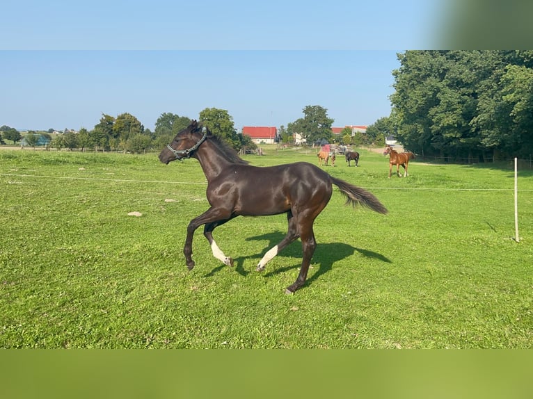Trakehner Hengst Fohlen (03/2025) 170 cm Rappe in Poci&#x119;karb