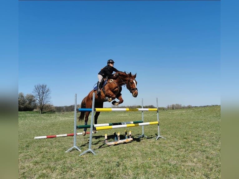 Trakehner Hengst Fohlen (03/2025) 170 cm Rappe in Poci&#x119;karb