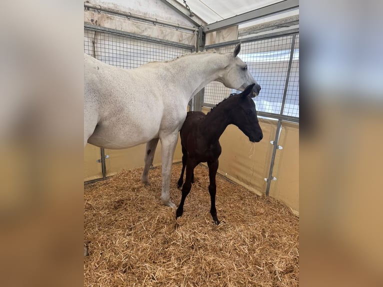 Trakehner Hengst  170 cm Rappe in Hollenbach