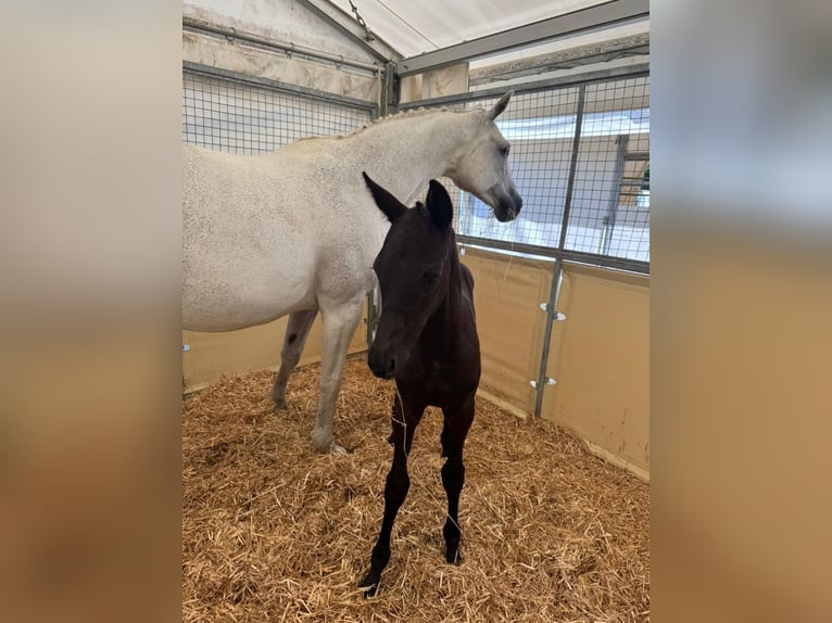 Trakehner Hengst  170 cm Rappe in Hollenbach