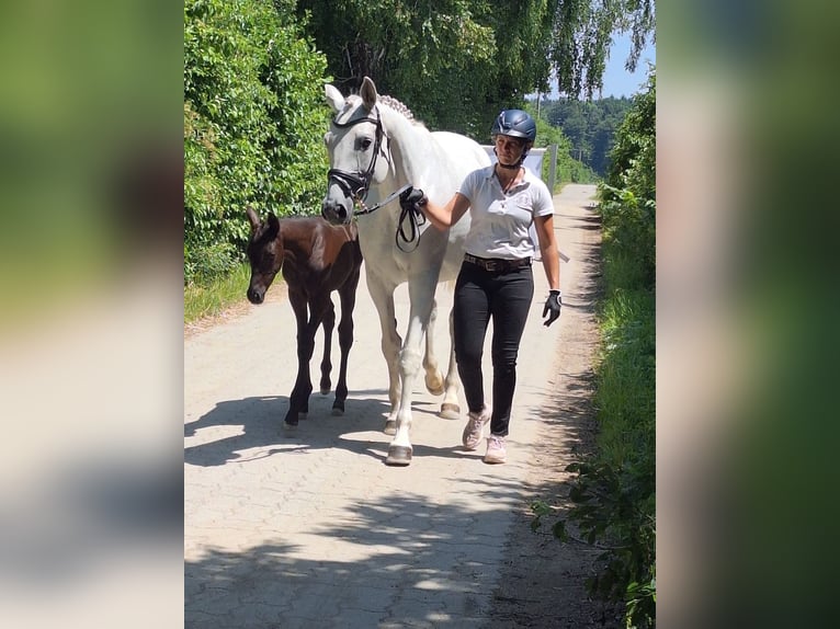 Trakehner Hengst  170 cm Rappe in Hollenbach
