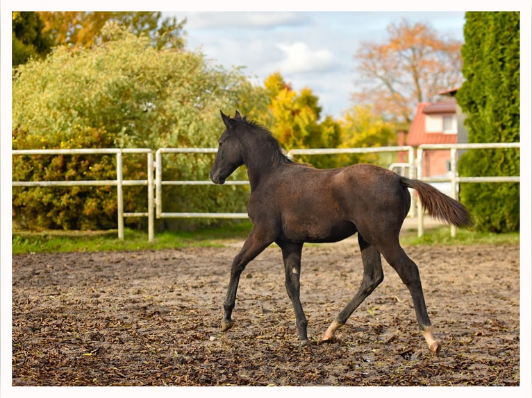 Trakehner Hengst Fohlen (05/2025) 170 cm Schimmel in Sz&#x105;bruk