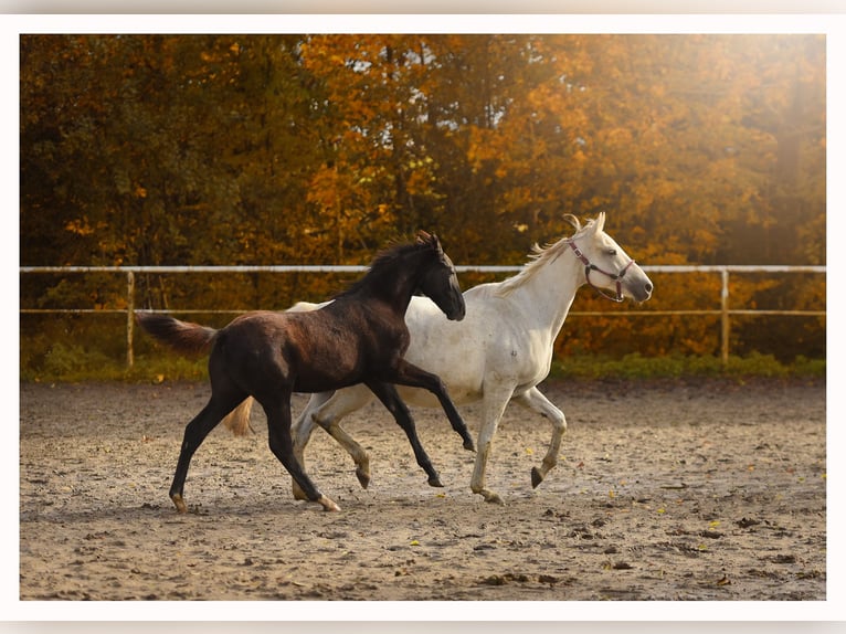 Trakehner Hengst Fohlen (05/2025) 170 cm Schimmel in Sz&#x105;bruk