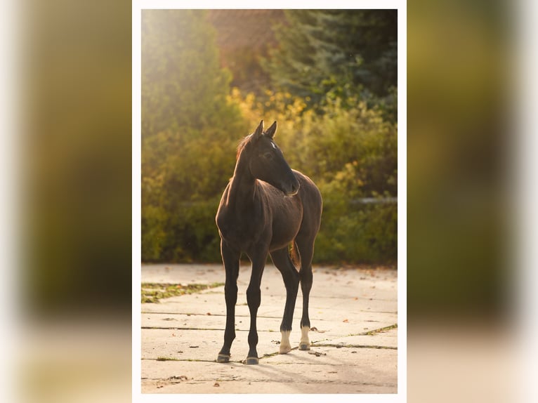 Trakehner Hengst Fohlen (05/2025) 170 cm Schimmel in Sz&#x105;bruk