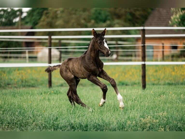 Trakehner Hengst  170 cm Schwarzbrauner in Raesfeld