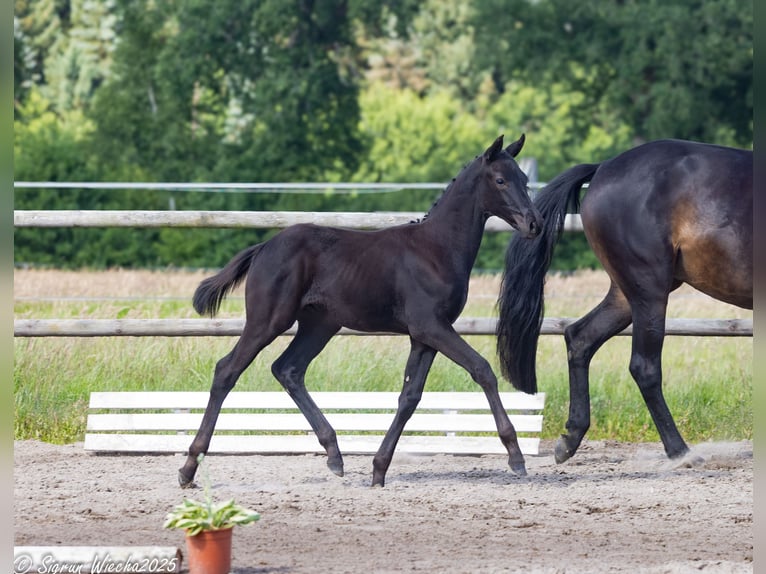 Trakehner Hengst  170 cm Schwarzbrauner in Oesterwurth