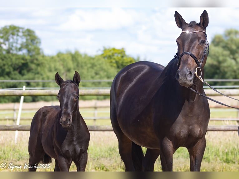 Trakehner Hengst  170 cm Schwarzbrauner in Oesterwurth