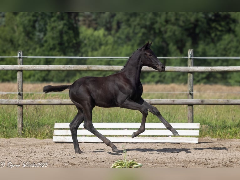 Trakehner Hengst  170 cm Schwarzbrauner in Oesterwurth