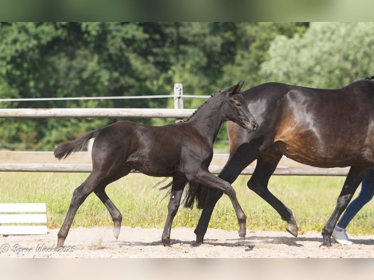 Trakehner Hengst  170 cm Schwarzbrauner in Oesterwurth