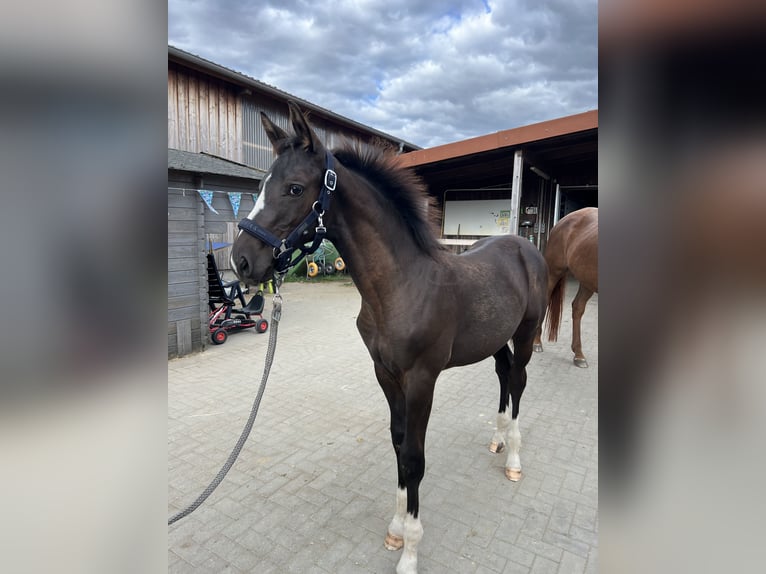 Trakehner Hengst Fohlen (04/2025) 170 cm Schwarzbrauner in Billerbeck