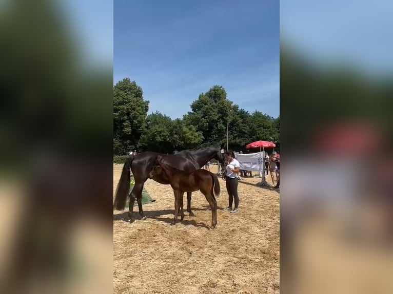 Trakehner Hengst  170 cm Schwarzbrauner in Weilheim in Oberbayern
