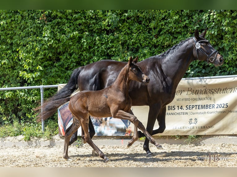 Trakehner Hengst  170 cm Schwarzbrauner in Weilheim in Oberbayern