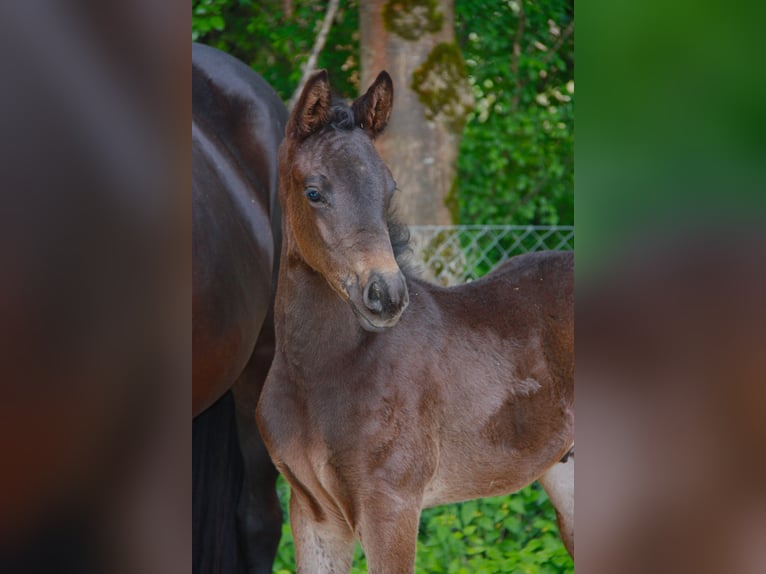 Trakehner Hengst  170 cm Schwarzbrauner in Weilheim in Oberbayern