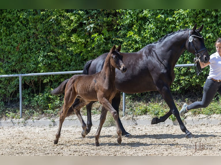 Trakehner Hengst  170 cm Schwarzbrauner in Weilheim in Oberbayern