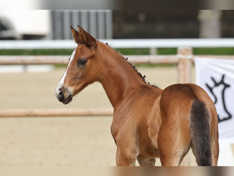 Trakehner Hengst Fohlen (05/2026) Brauner in Detmold