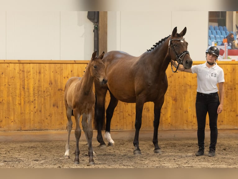 Trakehner Hengst Fohlen (05/2026) Brauner in Ellerhoop