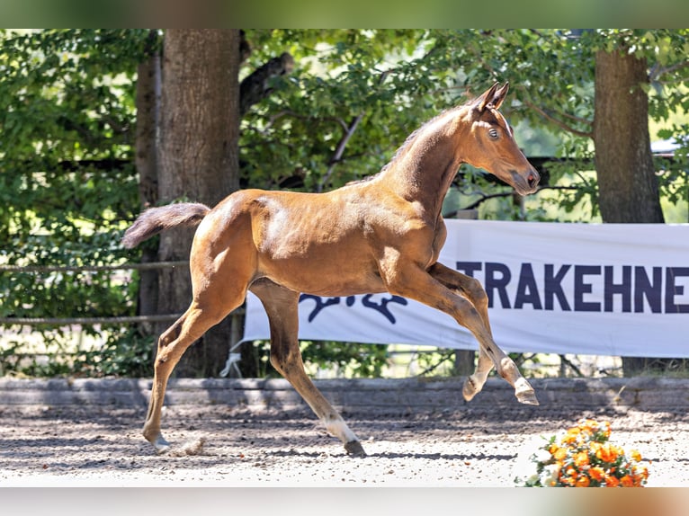 Trakehner Hengst Fohlen (05/2026) Brauner in Liessel