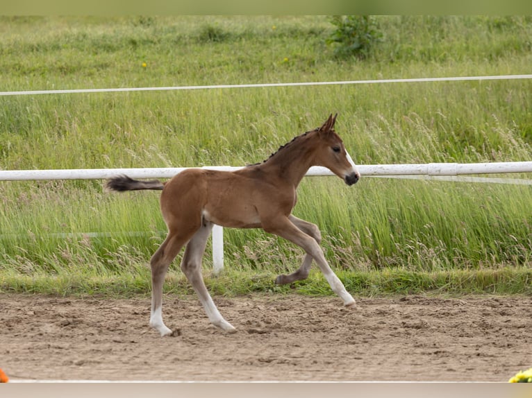 Trakehner Hengst Fohlen (05/2026) Brauner in Peenemünde