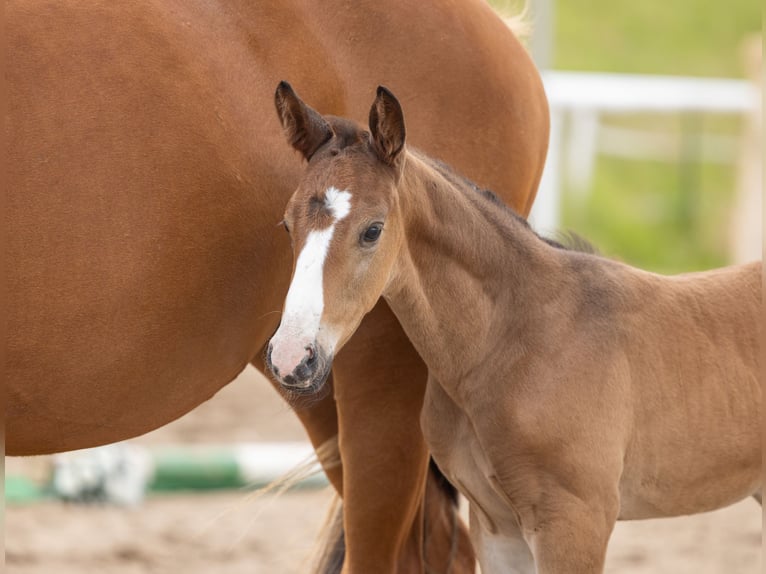 Trakehner Hengst Fohlen (05/2026) Brauner in Peenemünde