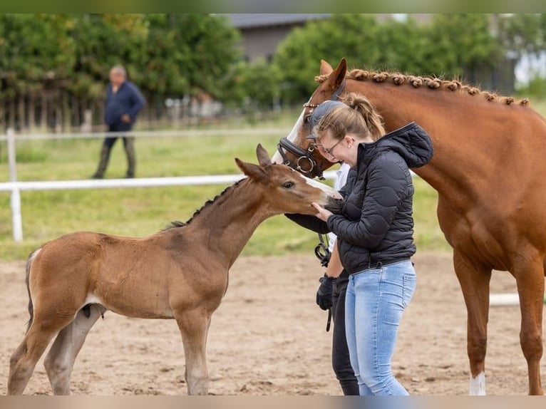 Trakehner Hengst Fohlen (05/2026) Brauner in Peenemünde