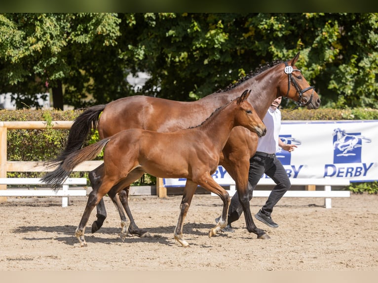 Trakehner Hengst Fohlen (04/2026) Brauner in Radegast