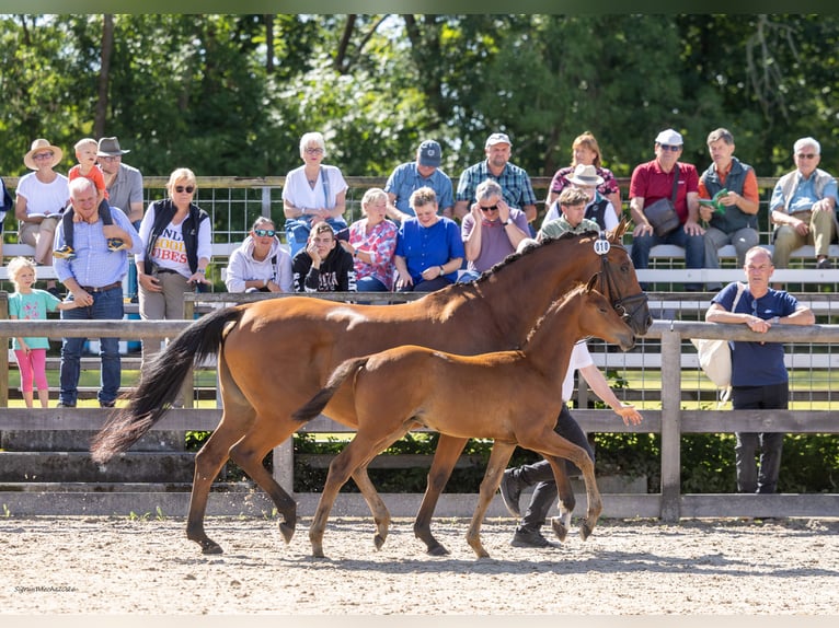 Trakehner Hengst Fohlen (05/2026) Brauner in Radegast
