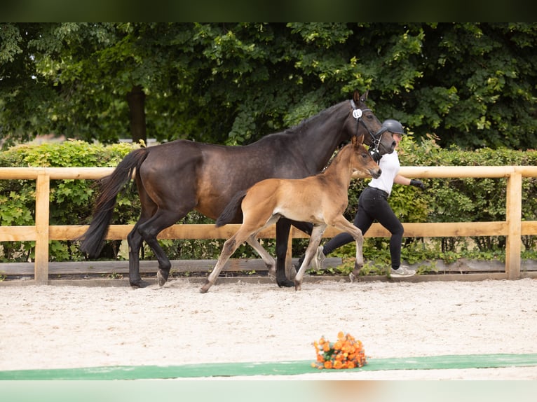 Trakehner Hengst Fohlen (04/2026) Brauner in Striegistal