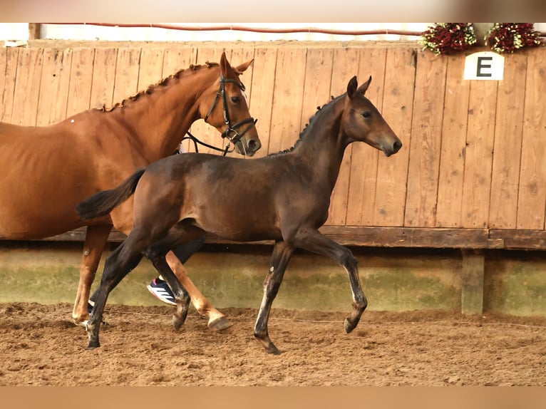 Trakehner Hengst Fohlen (05/2026) Brauner in Uslar