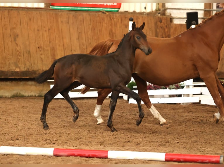 Trakehner Hengst Fohlen (05/2026) Brauner in Uslar