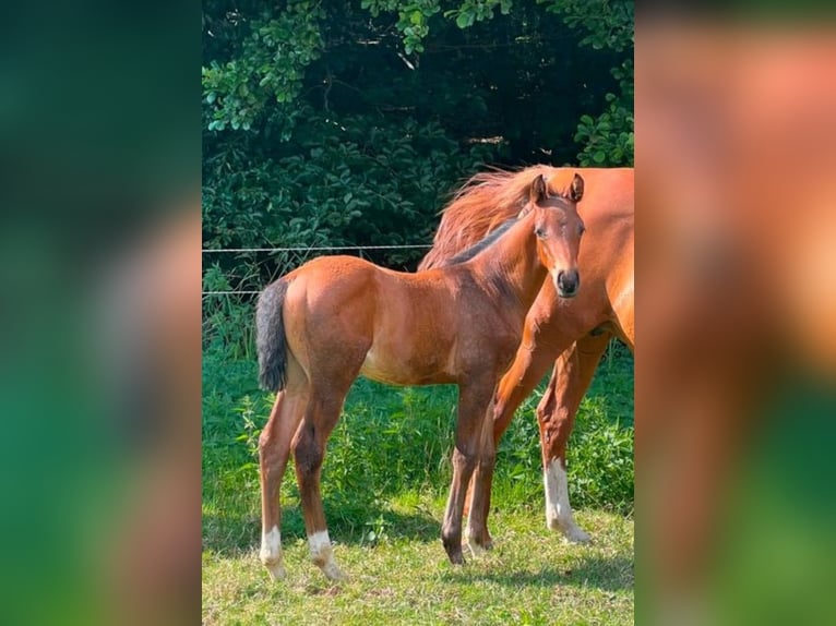 Trakehner Hengst Fohlen (05/2026) Brauner in Mölln