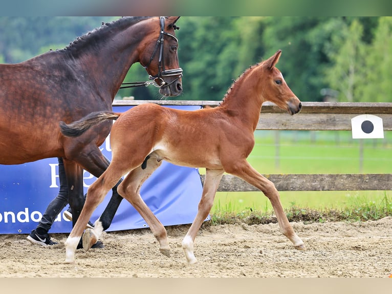 Trakehner Hengst Fohlen (05/2026) Brauner in Annaberg-Lungötz