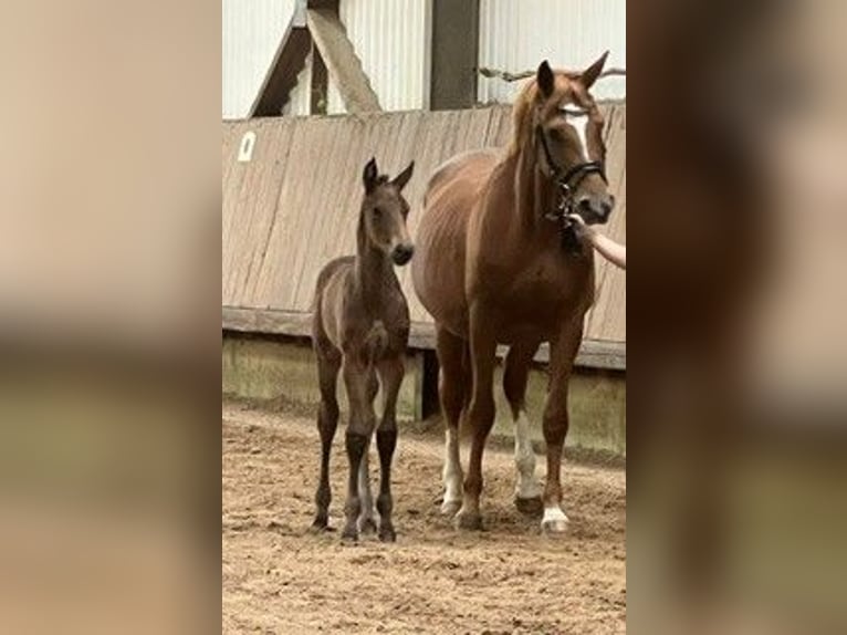 Trakehner Hengst Fohlen (05/2026) Brauner in Uslar