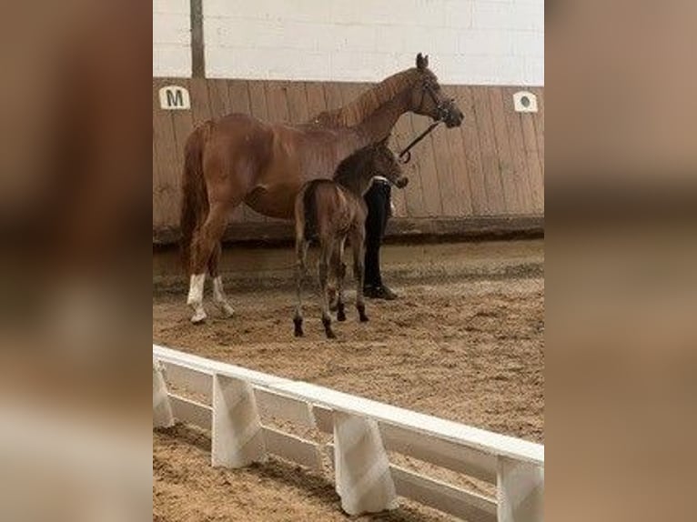 Trakehner Hengst Fohlen (05/2026) Brauner in Uslar