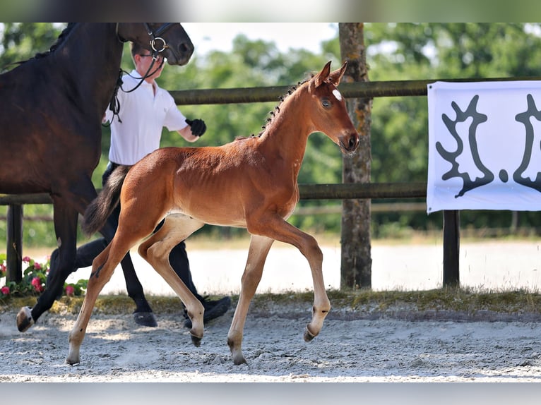 Trakehner Hengst Fohlen (05/2026) Brauner in Walshausen
