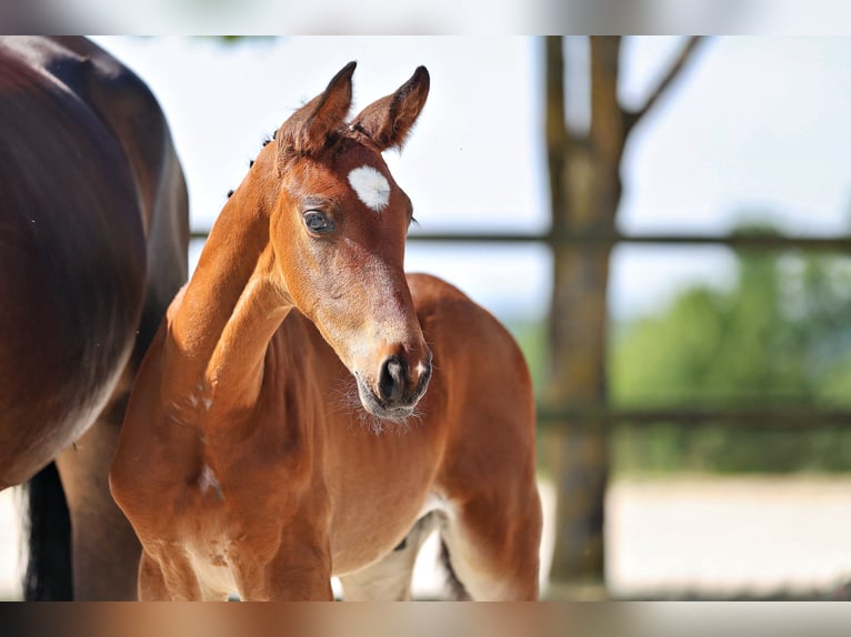 Trakehner Hengst Fohlen (05/2026) Brauner in Walshausen
