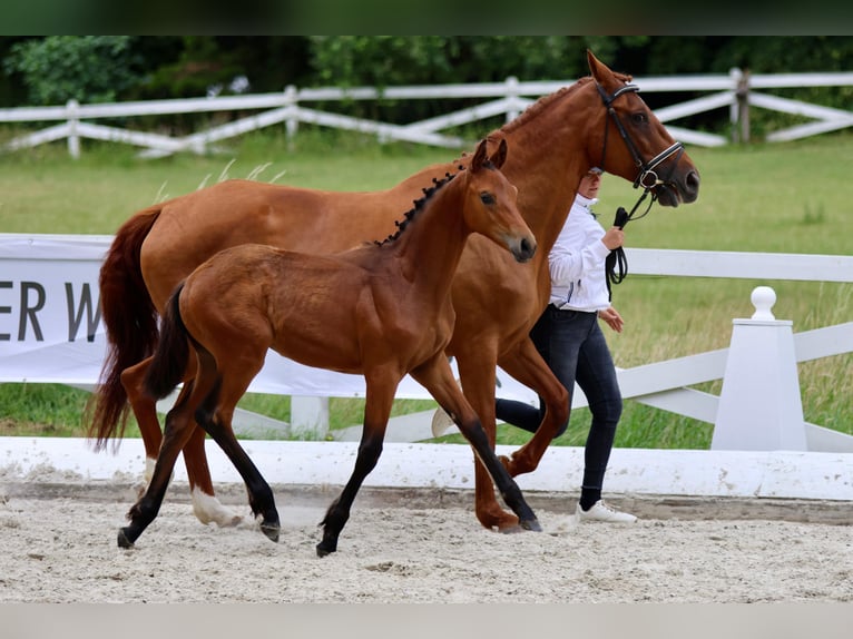 Trakehner Hengst Fohlen (03/2026) Brauner in Helmstorf