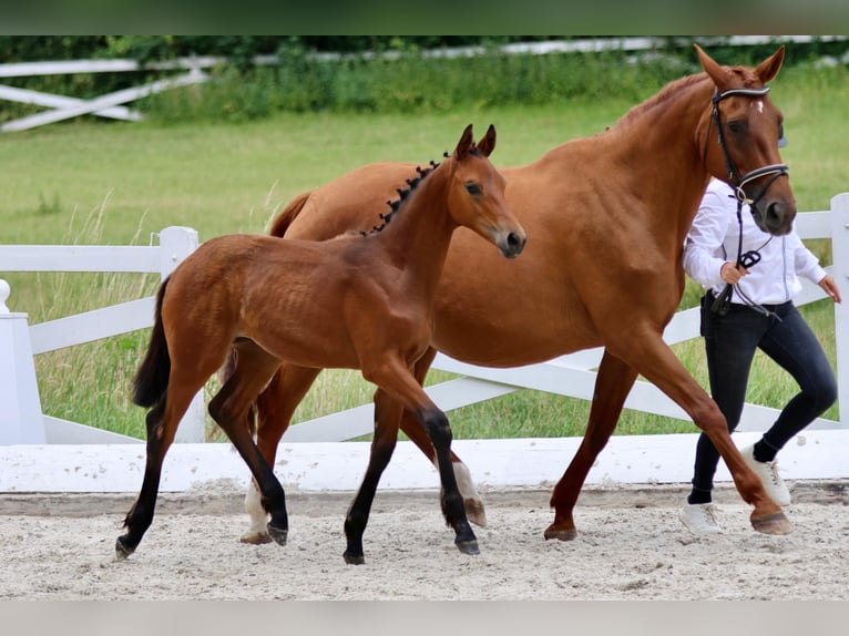 Trakehner Hengst Fohlen (03/2026) Brauner in Helmstorf