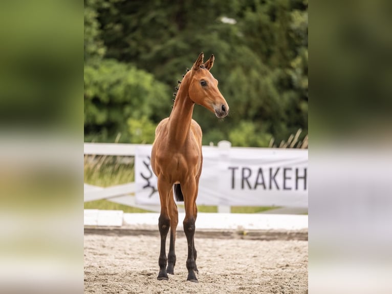 Trakehner Hengst Fohlen (03/2026) Brauner in Helmstorf