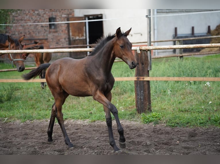 Trakehner Hengst Fohlen (04/2026) Brauner in Themesgrund