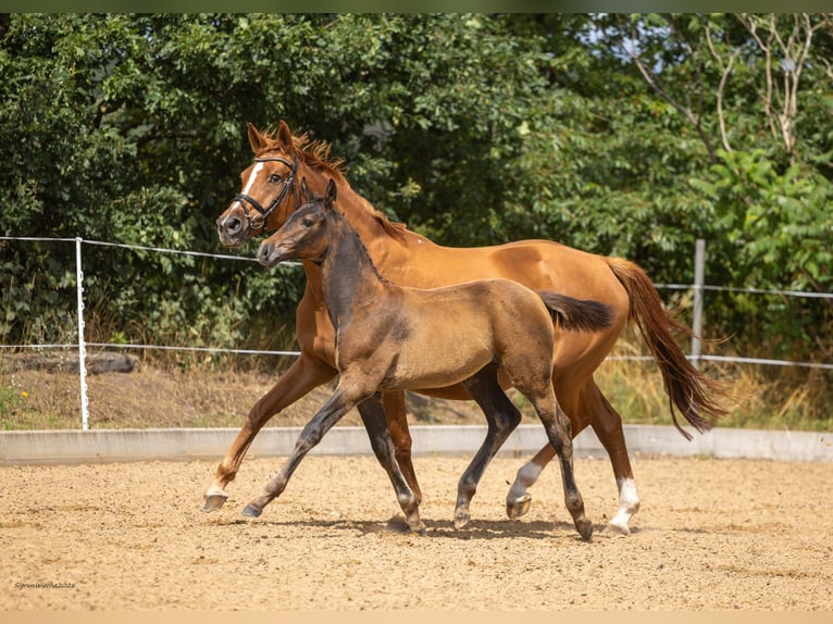 Trakehner Hengst Fohlen (05/2026) Brauner in Heidekrug